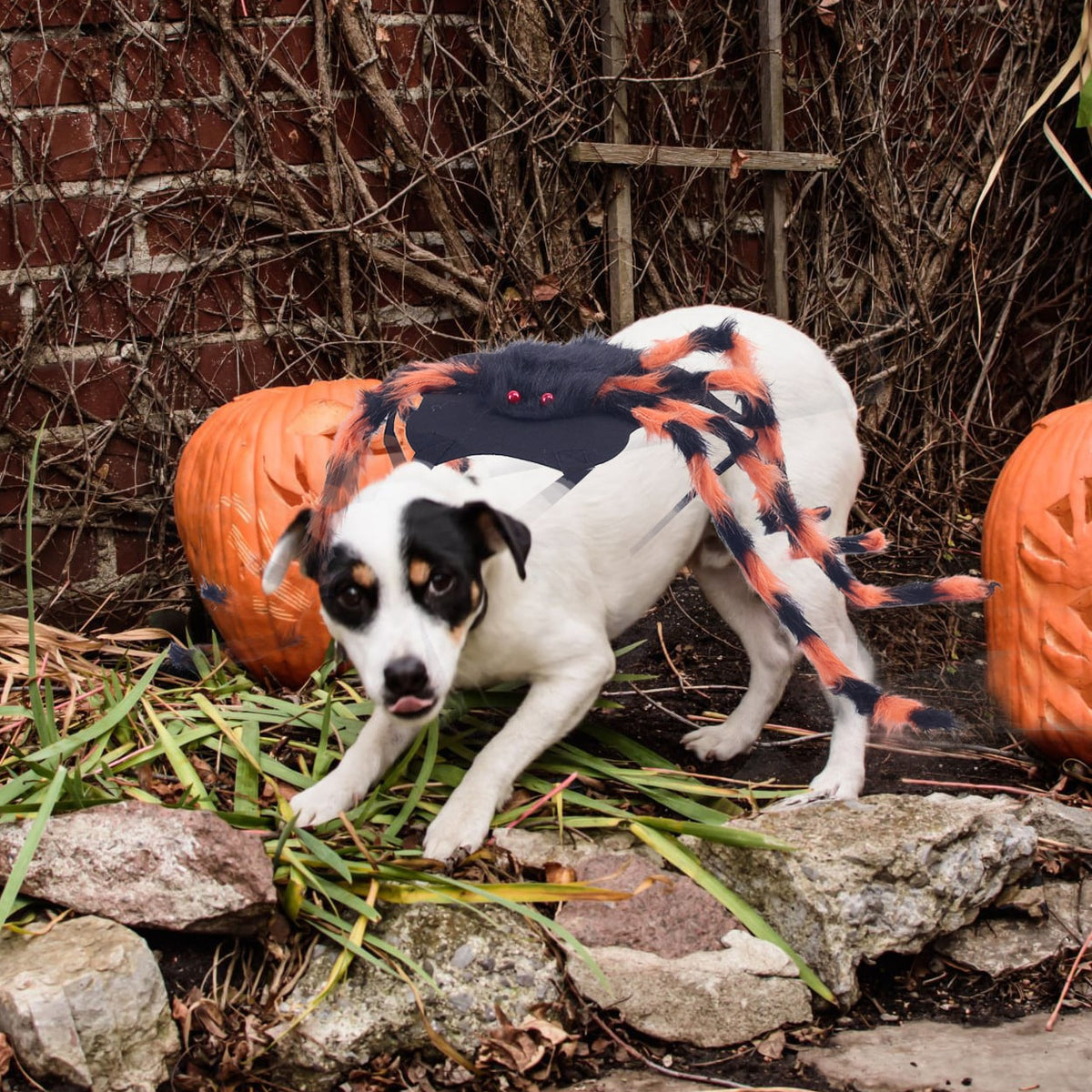 Dog Spider Costume with Adjustable Straps Halloween Pet